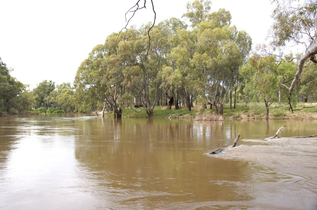 Murrumbidgee River, near Hay, NSW by Nev Thomas