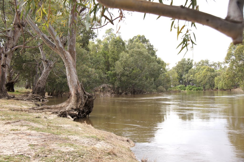 Murrumbidgee River, near Hay, NSW by Nev Thomas