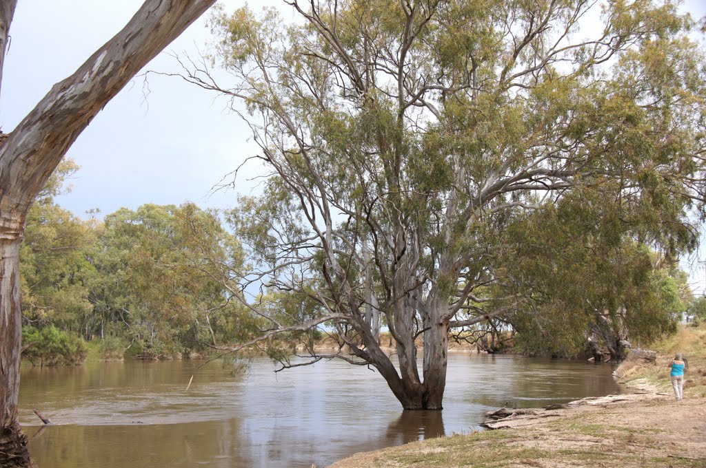 Murrumbidgee River, near Hay, NSW by Nev Thomas