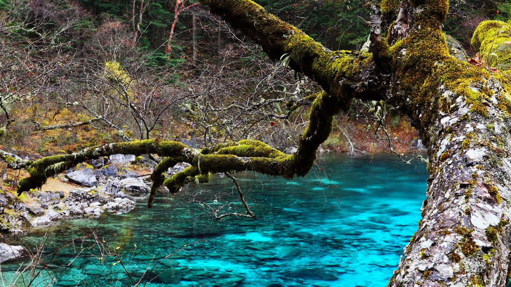 Jiuzhaigou, Aba, Sichuan, China by zhouxin