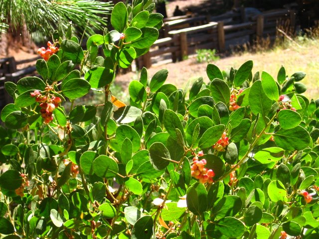 Berry Bush by kachina