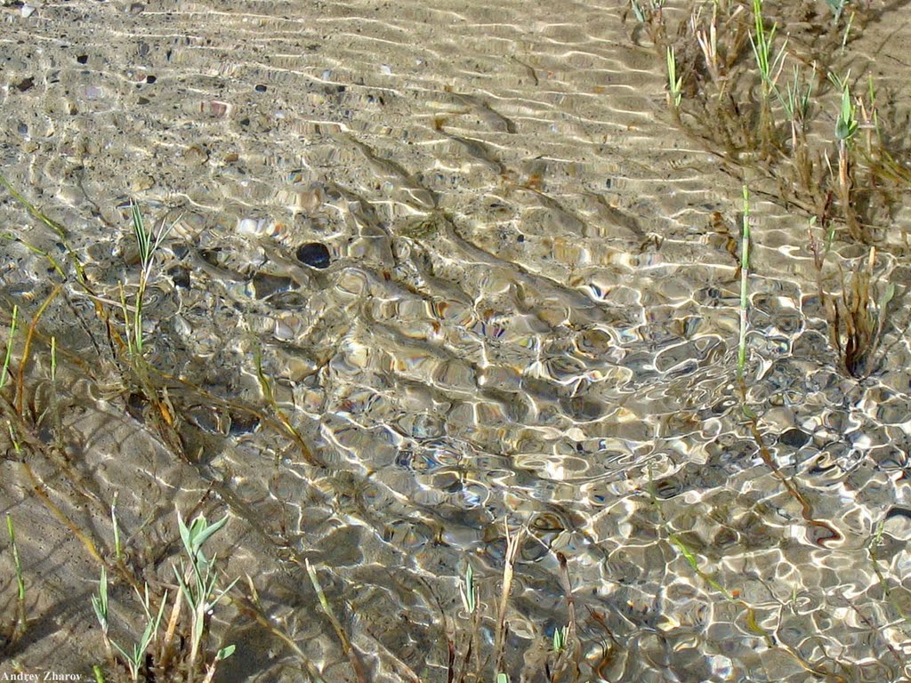 Fish in a stream in Durbin Jangal by www.turclubmai.ru