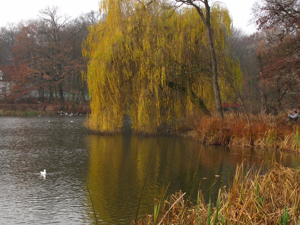 Late Autumn in the Sołacki Park by Fotospa