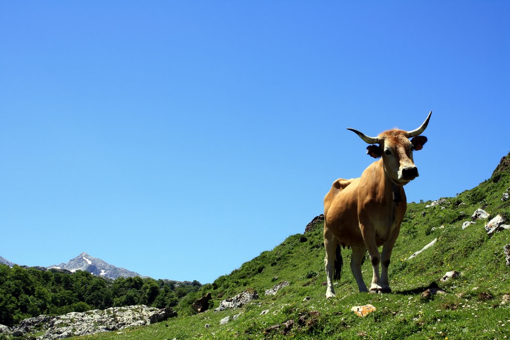 Ganado en Picos de Europa by Javier González