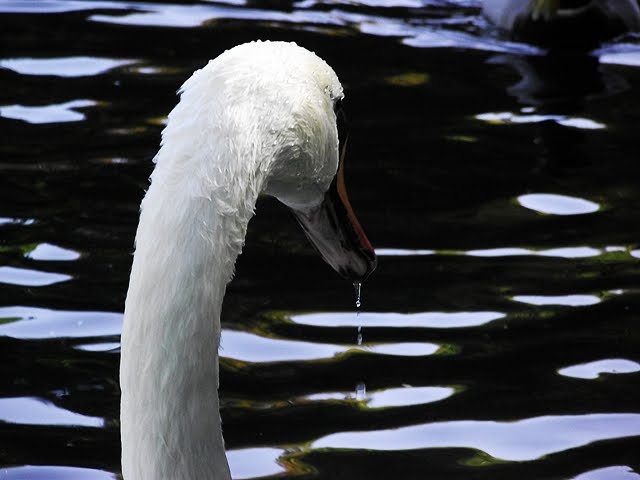 Schwan by powerjulchen