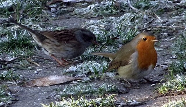 Heckenbraunelle und Rotkehlchen by powerjulchen