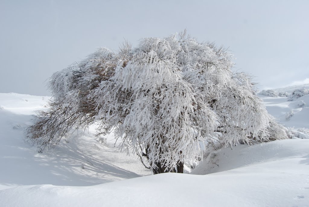 Arbol helado by humberto fer