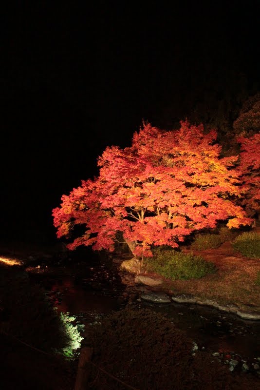 栗林公園　夜もみじ(2010.11) by Satoshi Hirata