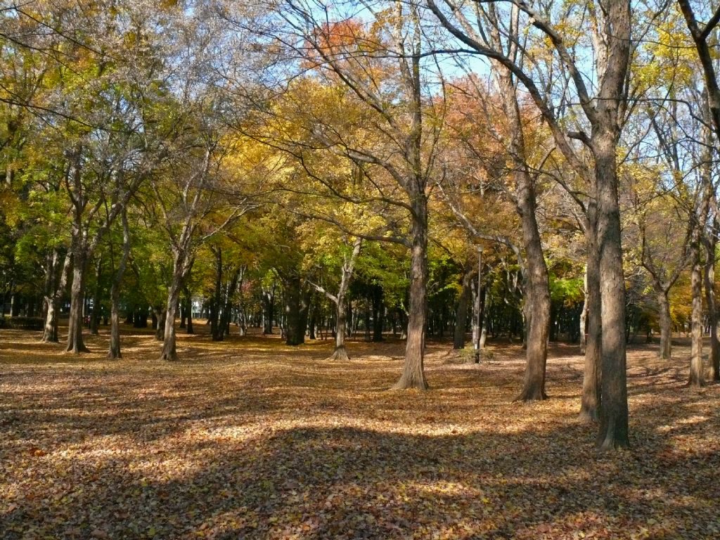 野川公園 by mthr110