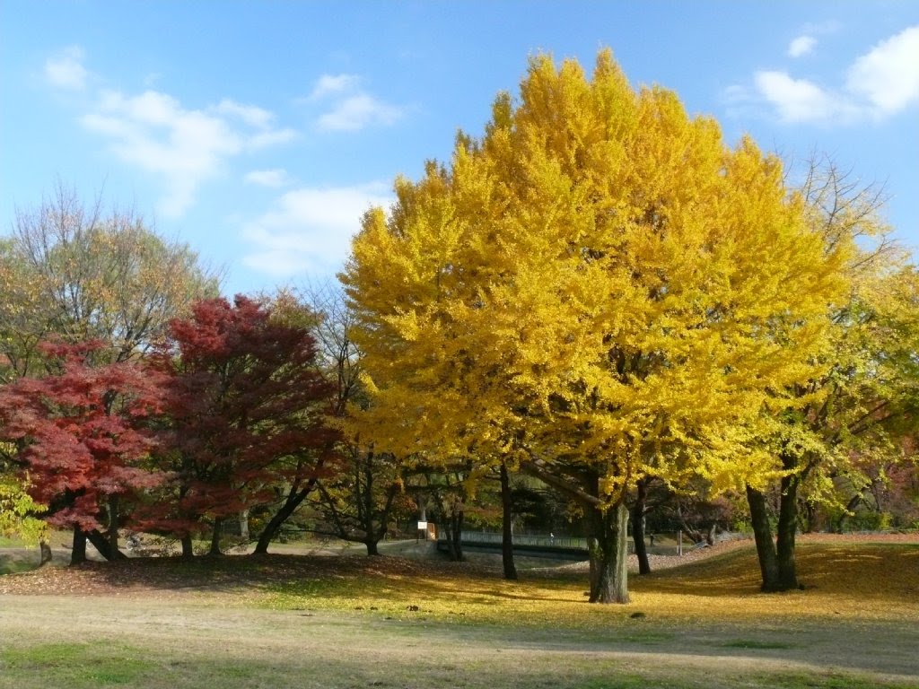 野川公園 by mthr 110