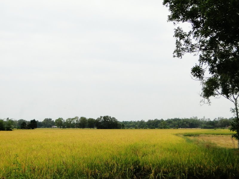 Lúa chín vàng Long An by Nguyễn Đức