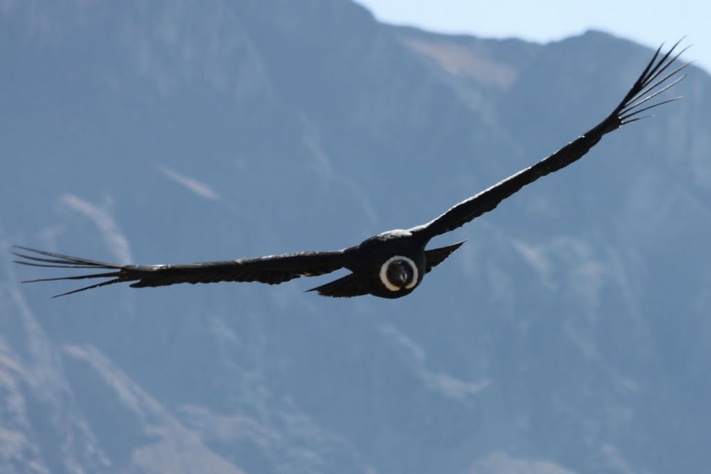 Cruz del Condor by peter van den heurik