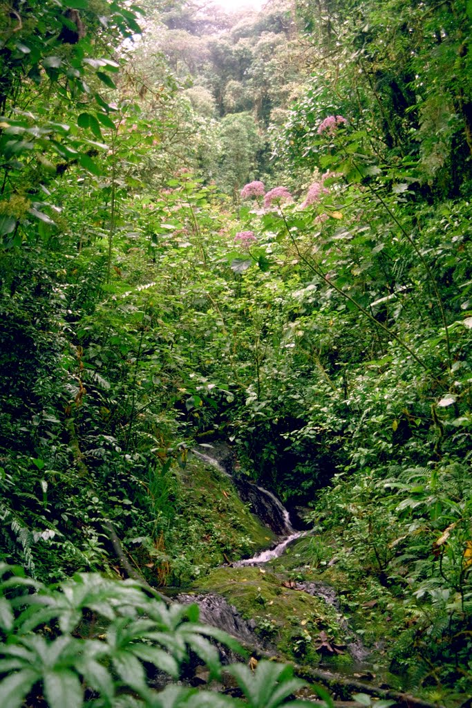 Arroyo en el Parque Nacional Braulio Carrillo by helicongus