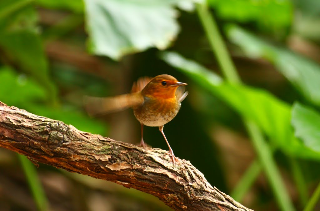 日本歌鴝 Japanese Robin by Adelante