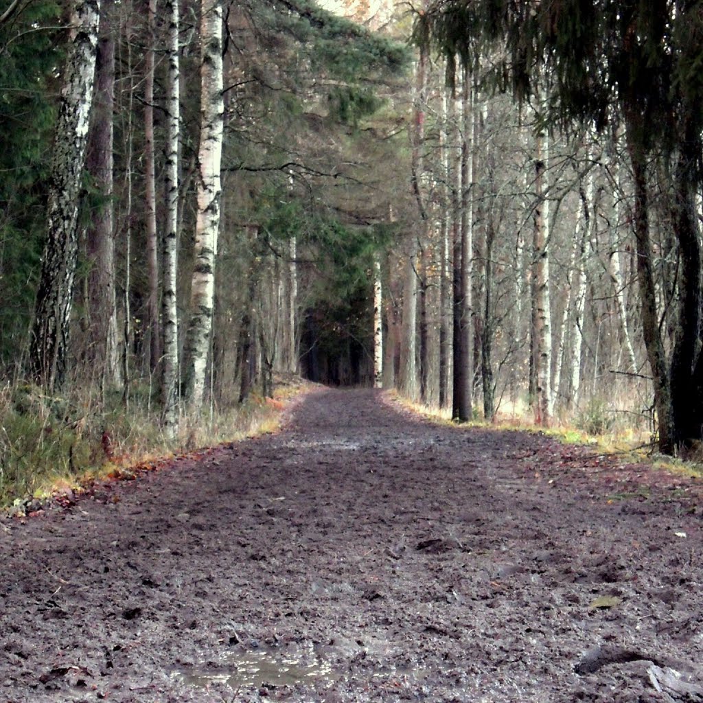 Muddy riding path by Petteri Kantokari