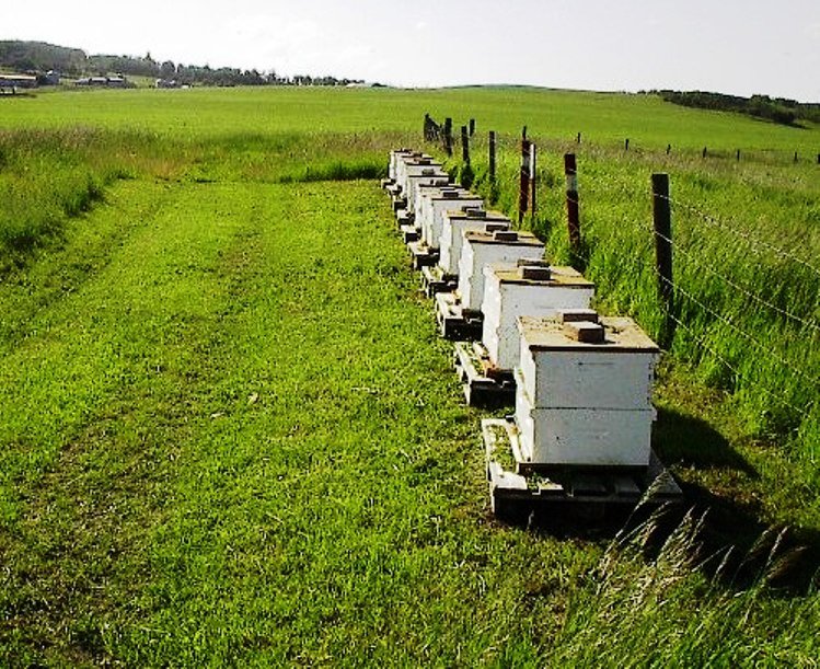 Apiary in Southern Alberta Foothills by Miksha