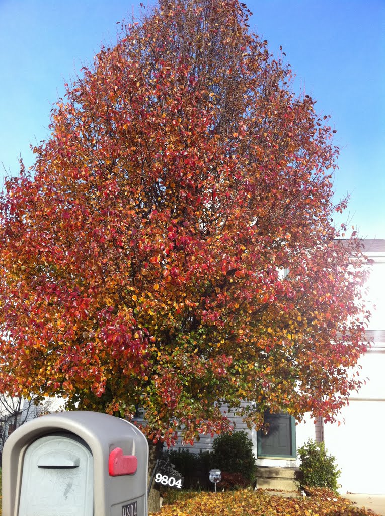 Fall Foliage, Endora Court, Owings Mills, Maryland, USA - November 2010 by Sridhar Saraf