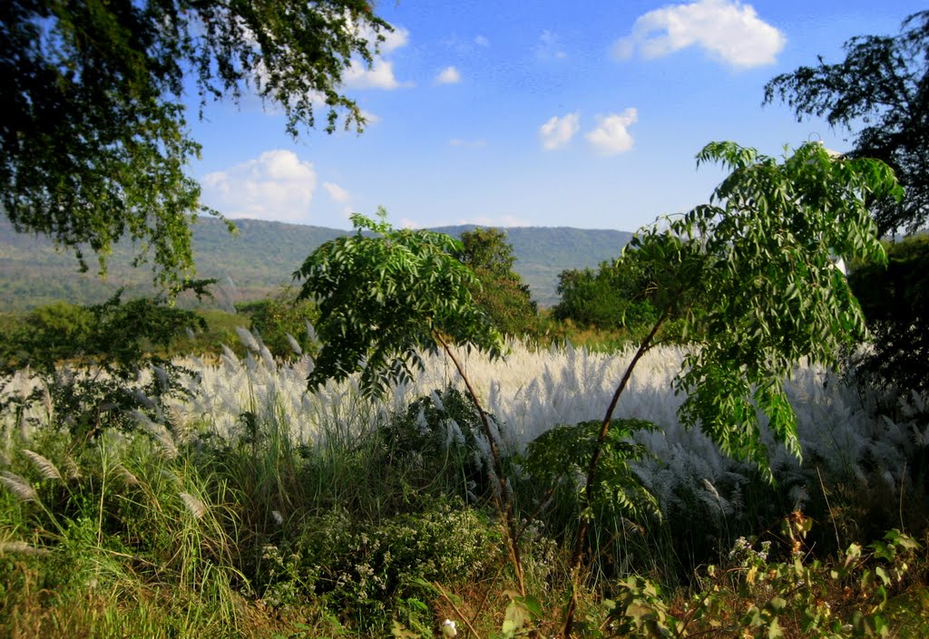 Thai countryside by Virgil Hammock