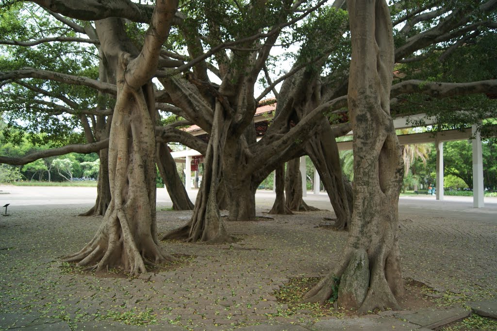 Parque do Ibirapuera by Andre Pimentel