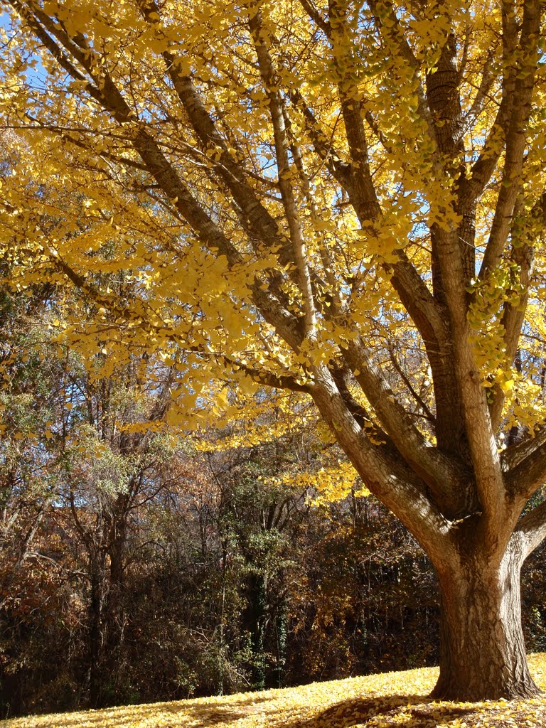 Magnificent ginkgo tree in its glorious golden fall foliage color, 11-28-10 by tompope2001