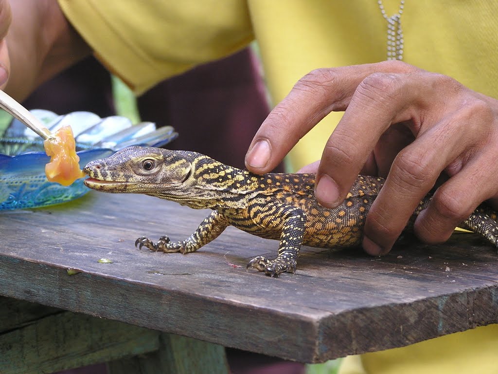 Breeding Comodo by zoo ragunan jakarta