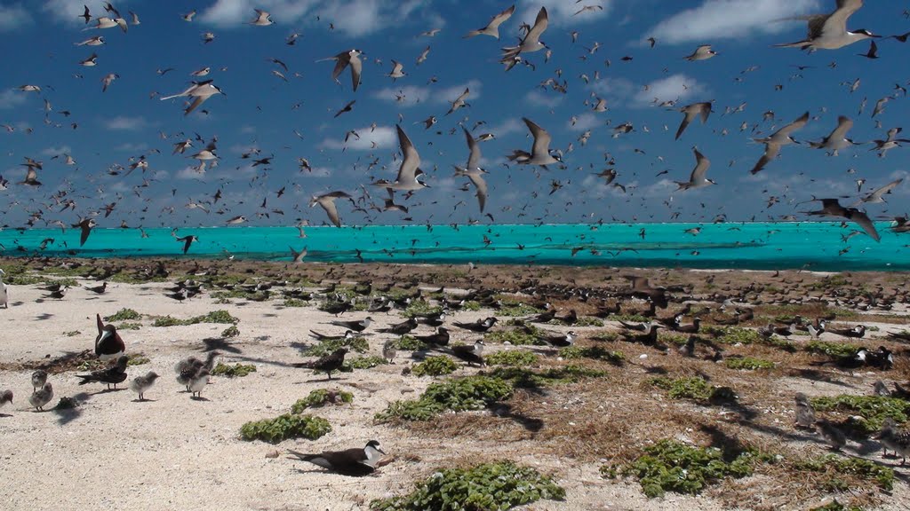 Amazing bird life Mellish Reef by Brian Forrester