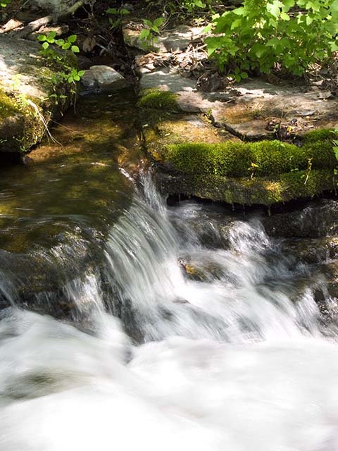 Forest Stream by M Caton