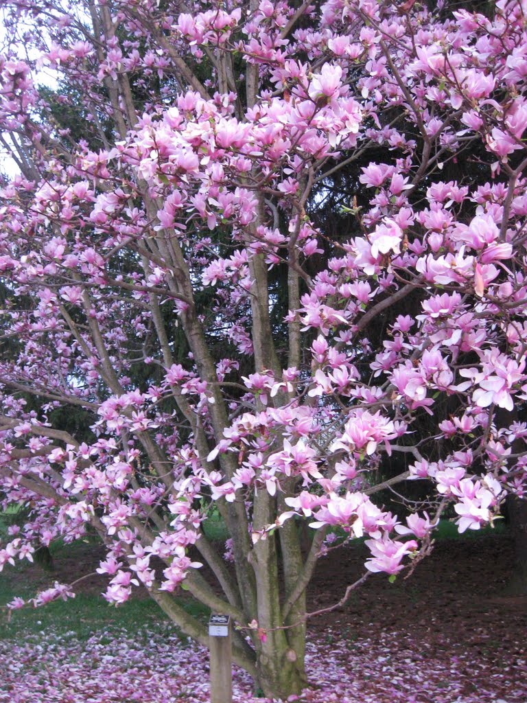 Dawes Arboretum, Heath, Ohio by Rick D.