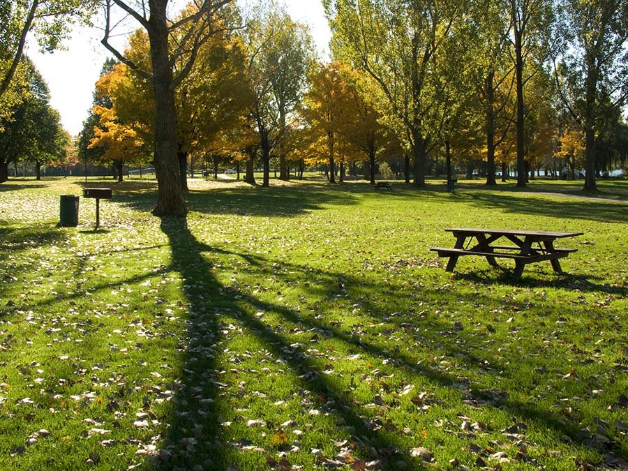 Tree Shadow by M Caton