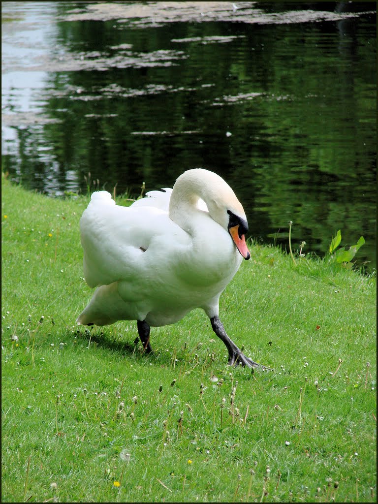 Ein etwas aggressiver Schwan im Hedelund Rhododendron-Park, Mai 2010 by Dan-Fan