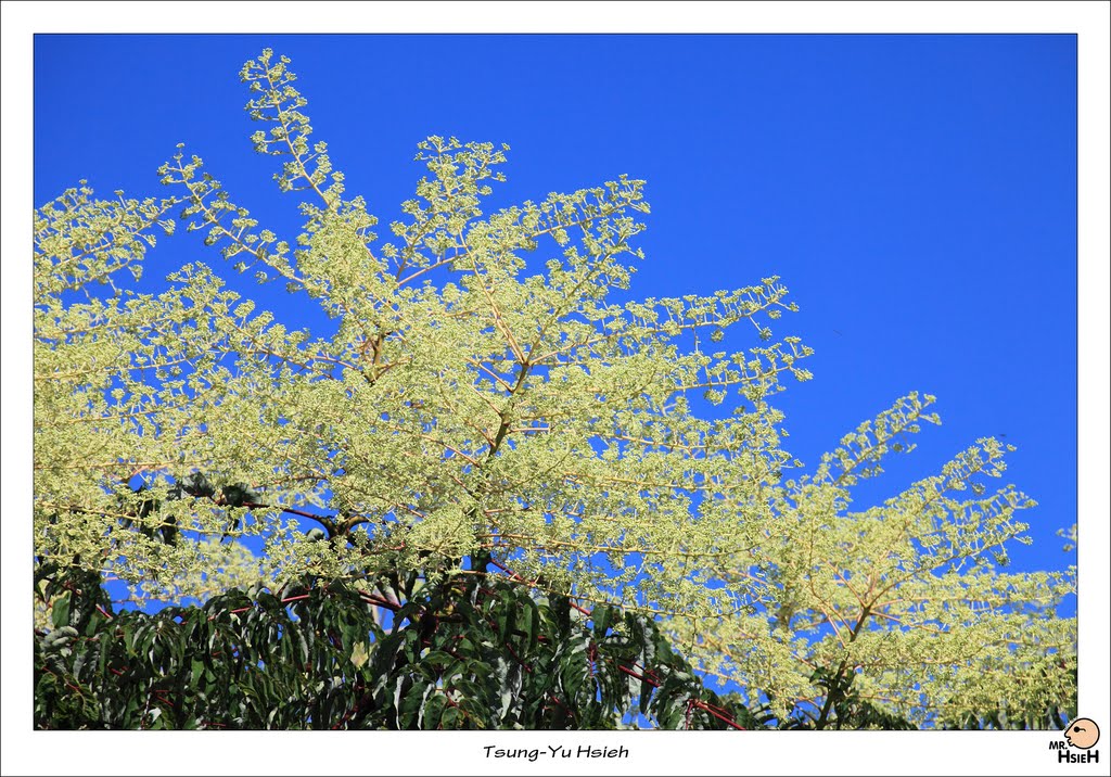 裏白楤木 (五加科Araliaceae) (Aralia bipinnata Blanco) by 謝胖胖 tsungyu88