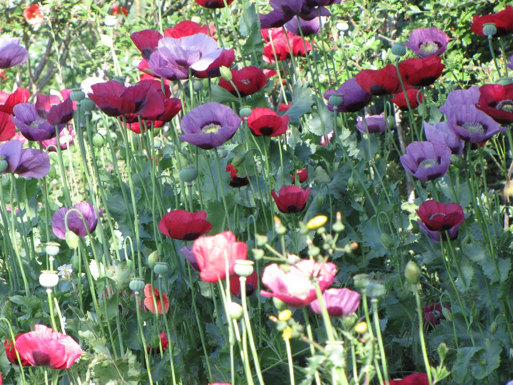 Poppies at North Cave reserve by Simon wp