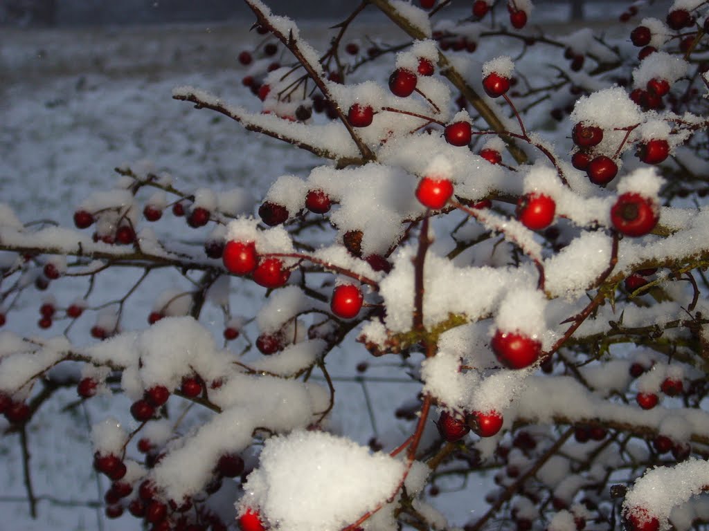 Kentish Winter Berries by bjwhite