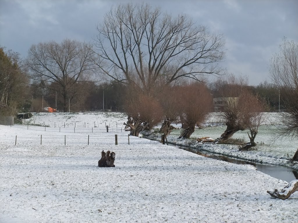 Kameel in de sneeuw (Rosandepolder) by Marcel Klijnhout