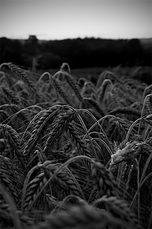 Campos de trigo by Perikoperikon