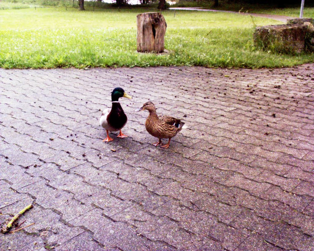 Ducks by Peter Ch Beckert