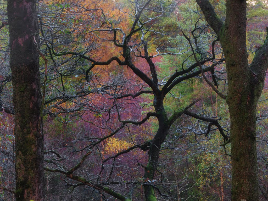 Glendalough, Ireland by Björn Kleemann