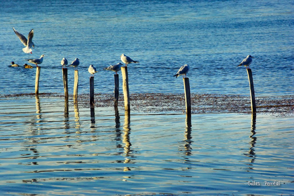 Mouettes - plan d'eau de Miribel - Jonage by Gilles Perréal