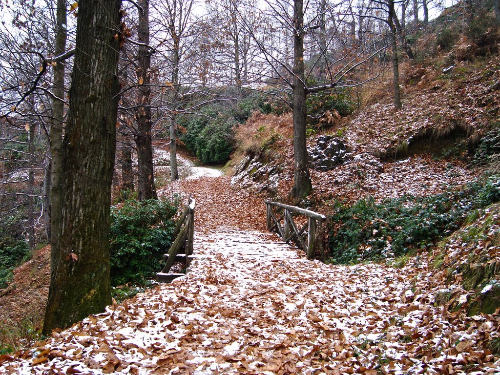 Parco della Burcina, Pollone (BI) - Il bosco alla sua prima infarinatura by Giancarlo Ticozzi