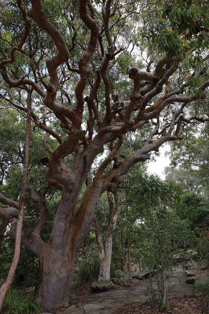 Tree in the Ku-ring-gai Chase National Park north of Sydney by Hubert Zumbach