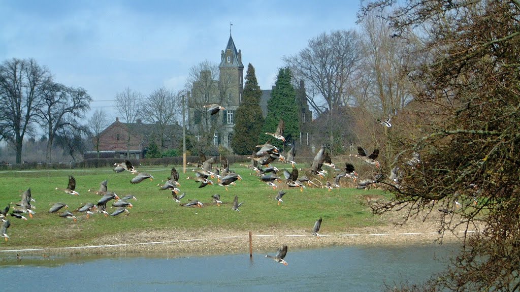 Gut Hogefeld, Kleve-Rindern mit Gänse by w.j.w