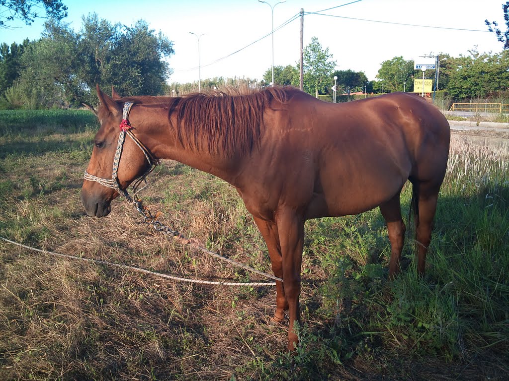 Horse - kourouta Amaliadas by Vasilis Karavelakis