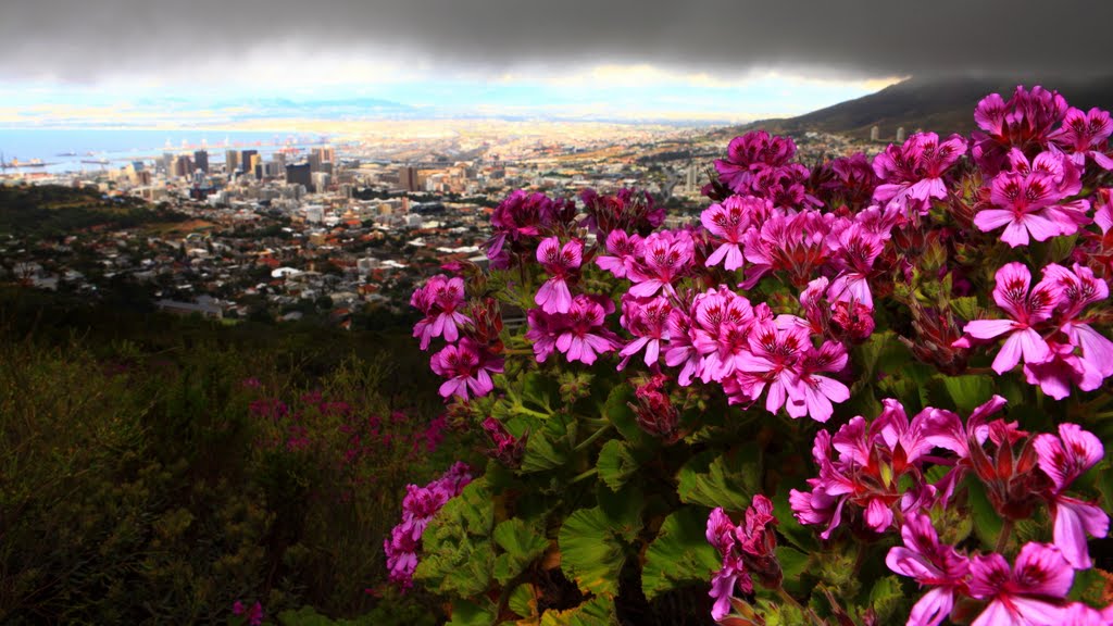 Cape town view from Signal Hill by racer@philfan.com