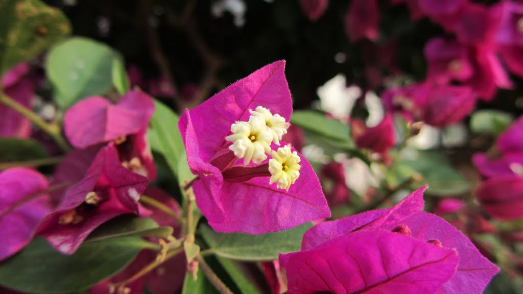 三角梅绽放bougainvillea blooming by HUANG Xin