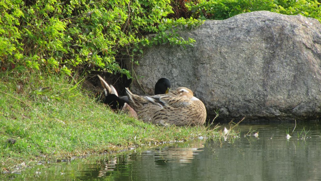 Ignored duck corner by HUANG Xin