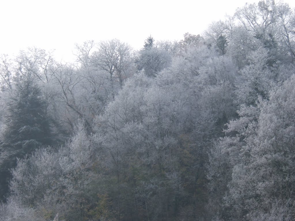 Givre sur les arbres by Christophe Feliciagg…