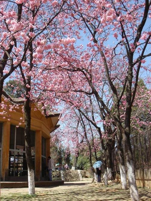 cherry blossom in XuanTong Zoo by kpzhang