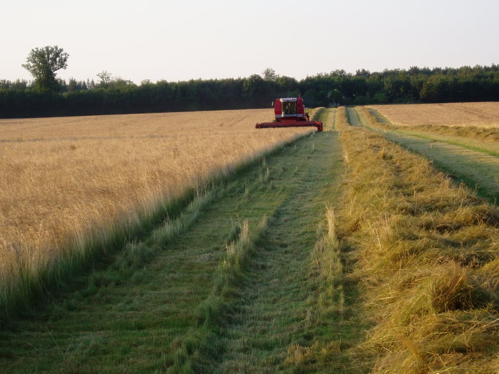 Threshing red fescue at Korselitse by Olav Sejeroe