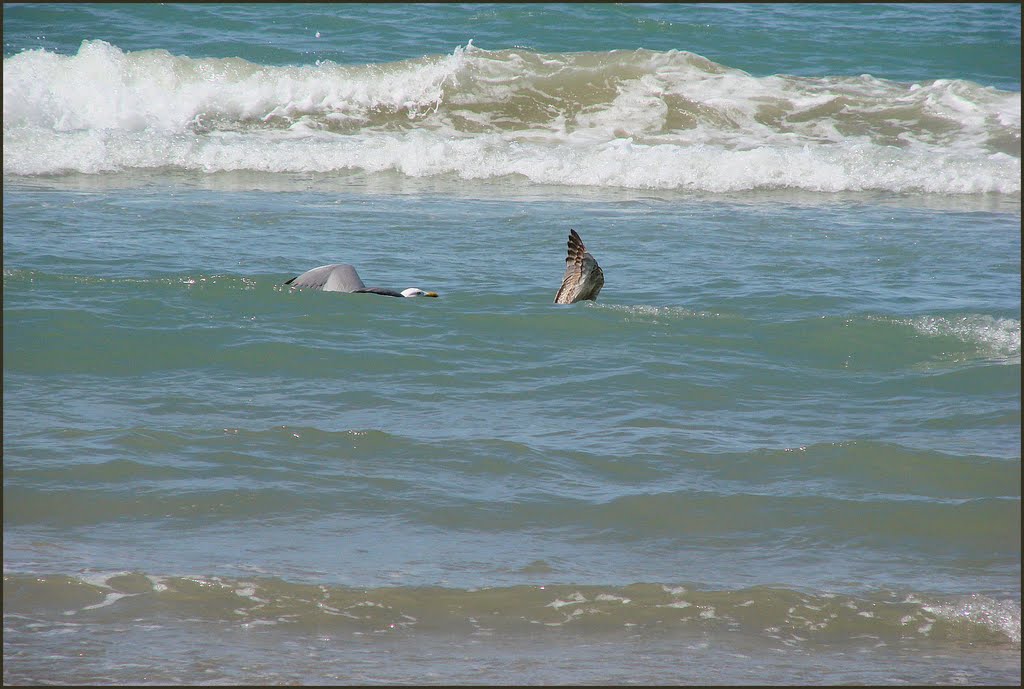 Grønhøj Strand, Blick Richtung Nord-West zur Nordsee, Juni 2010 by Dan-Fan