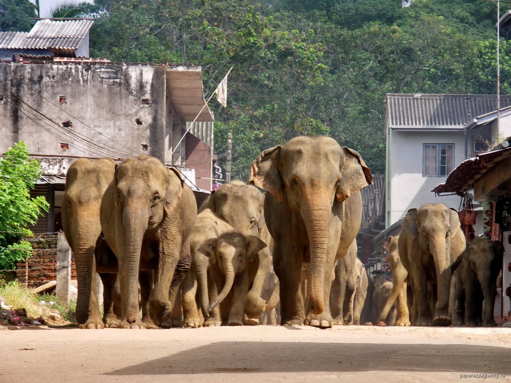 Sri Lanka Pinnawala Elephant Orphanage by paparazzistas